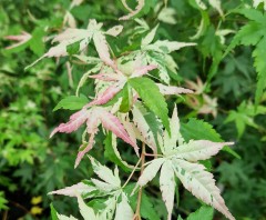 Acer Palmatum 'Oridono-nishiki'